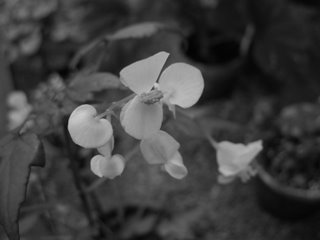 Botanikstudier - här i svartvitt